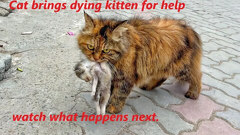 A crying mother cat brough her dying kitten to a man. Just unbelievable!