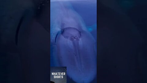 This blue whale looks like a giant sea monster #shorts #sea #whale #animals #giant