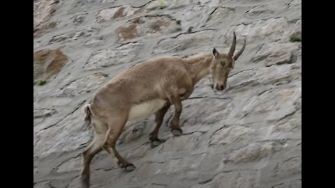 Watch this UNBELIEVEABLE clip of an ibex climbing a dam!!