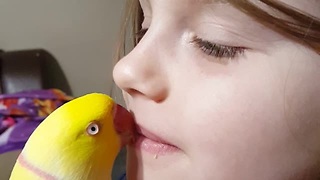 Kiss This Bird Goodnight