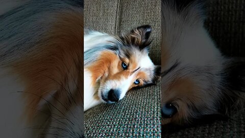 Emma The Sheltie Is Taking Up The Sofa Shes Just Relaxing