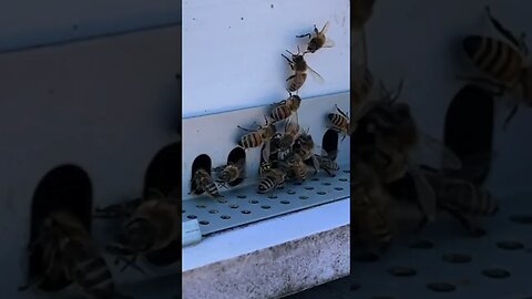 Witness the Surprising Defence Tactics of Honey Bees Against Robbers!