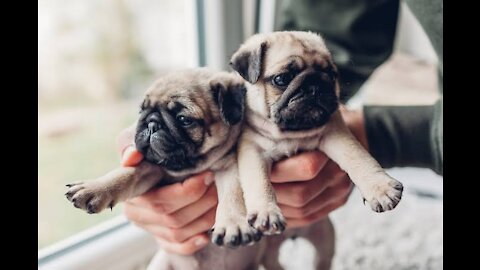 Pug puppies cute fight ! Don't laugh 😂😂😂😂