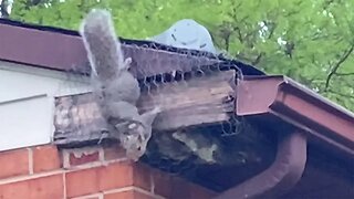 Baby Squirrels | Miscellaneous Monday