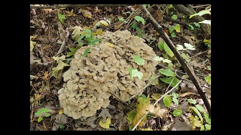 Fall Mushroom Forage: Hen of the Woods