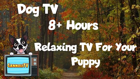 Dog TV 8+ Hours of Relaxing TV for your PUPPY