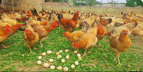 "From Coop to Table: The Journey of Chicken Farming 🐔"