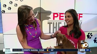 Pet of the Week_Gypsy