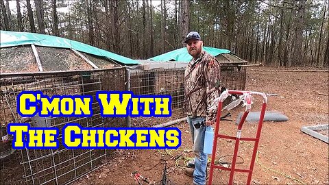 Helped C'mon Homesteading Get New Flock Of Hens | Group Helps Me With Extra Roosters