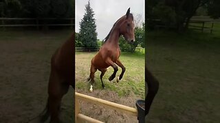 Horse Lover Tiktok kaaa91