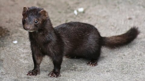 Minks Playing and Wreaking Havoc in the MOST Charming way.