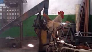 This rooster sounds like an evil genius