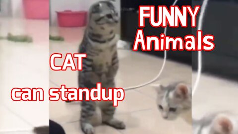 Cat can standup?? || funny animal