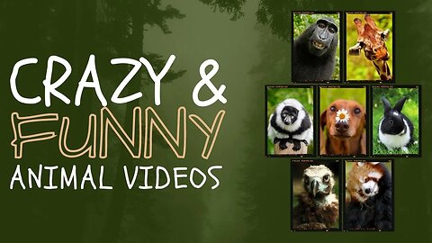 funny animals video| Laughing Videos | Cute Animals