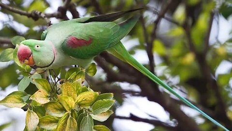 Parrot talking