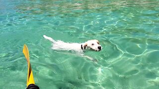 [jack Russell Terrier Ares] a water day