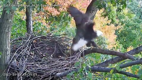 Hays Eagles M? in to check on the Nest 10.13.23 18:38