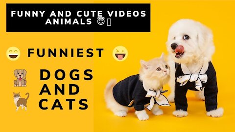 Funniest Dogs 🐶 And Cats 😻 - Try Not To Laugh - Funny And Cute Videos Animals 😇🤣