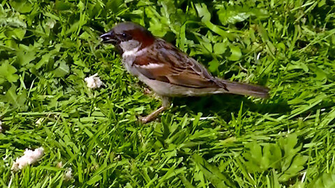 IECV NV #580 - 👀 Male House Sparrow Eating Some Bread 5-14-2018
