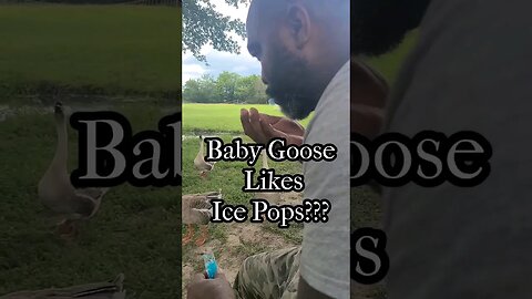 Baby Goose Tries Ice Pop