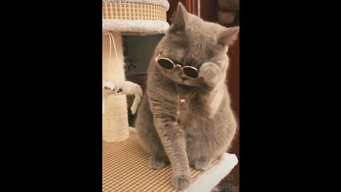 Funny animal videos that take away the bad mood