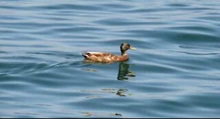 "Pato surfista" é atingido por onda inesperada