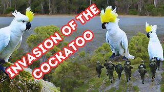 Invasion of the Sulphur Crested Cockatoos | South Australia | Intrepids