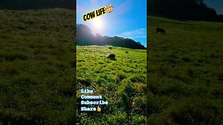 Cow Life🐮 #nature #naturelovers #naturebeauty #cow #cowvideos #wildlife #outdoors #outdoorlife #wild