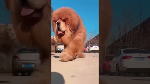 The largest dogs in the world.🥰🥰 Tibetan mastiff. Beautiful dog. Amazing animals of planet earth.