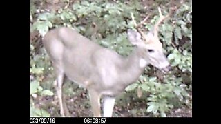 More bucks 10-1-2023