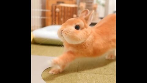 Cute rabbit 😍