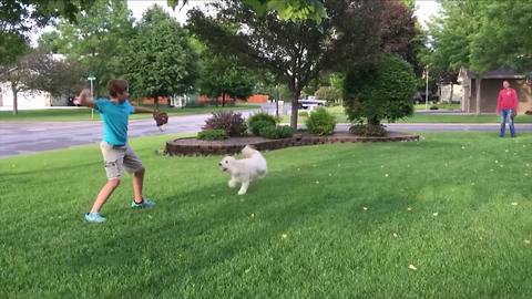 Funny Dog Tries To Fetch Invisible Ball