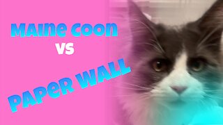 😵Maine Coon 😹 and 🧻Wall
