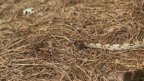 True Red Tail Boa