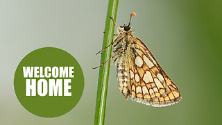 A once-extinct butterfly has been reintroduced to England