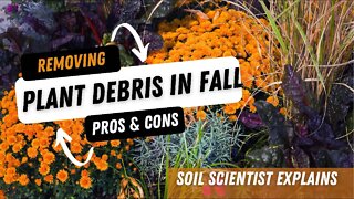Should You Remove Dead Plant Debris Before It Snows? The Pros & Cons Of Removing Old Plant Debris
