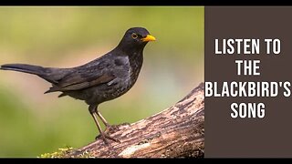 Listen to the Charming Sounds of Nature! Blackbird, Chaffinch, Cuckoo, and More!