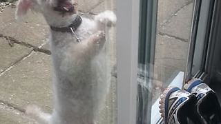 Dogs Hilariously Fail To Pass Into The Living Room