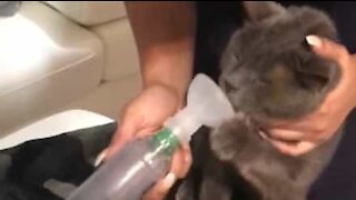 Gato recusa-se a usar bomba de asma