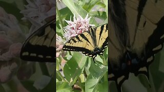 6-15-2023 Swallowtail on Milkweed Flower