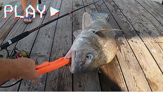 Fishing for giant black drum from a dock - with a kid!