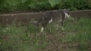 Cat caught on van roof is safe