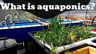 What is aquaponics? (Hybrid aquaponic system)