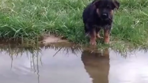 German Shepherd puppy's first swim is the cutest sight ever