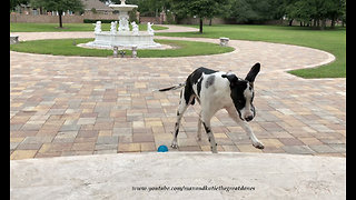 Happy Clumsy Great Dane Dane Loves to Play Ball