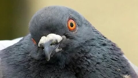Pigeon disease....Diseases and remedies of pigeons