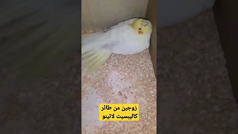 زوجين من طائر كاليبسيت لاتينو عين حمراء