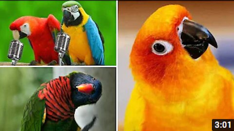 FUNNY PARROTS - VIDEOS