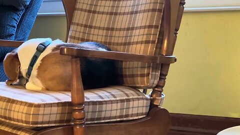 A napping beagle.