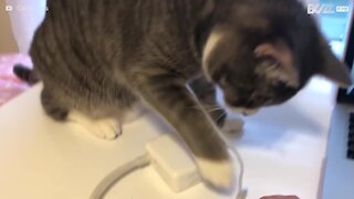 Kat saboterer ejerens arbejde